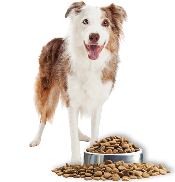Border Collie with Pet Food