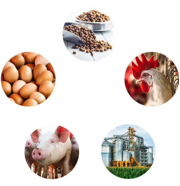 WATT | Agrifood & Pet Food Markets